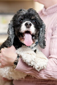 Black and white dog smiling