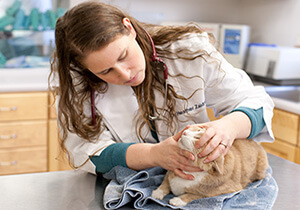 Doctor with cat