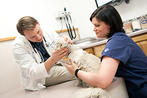 Doctor with white dog