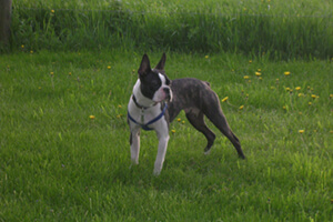 Dog in field