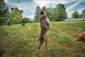 Dog in park