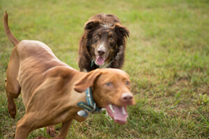 Dogs running